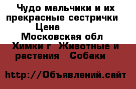 Чудо мальчики и их прекрасные сестрички  › Цена ­ 20 000 - Московская обл., Химки г. Животные и растения » Собаки   